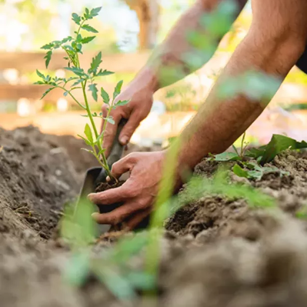 Travail de la terre , à la bonne ferme.